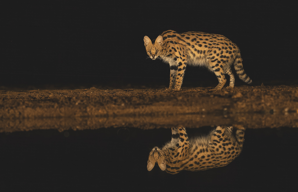 Stealthy Serval by Peter Dominowski (Group 94)